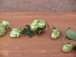 Poster - Hops Plant 