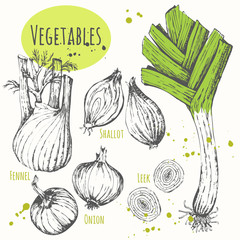 Set of hand drawn onion, leek, fennel, shallots. 