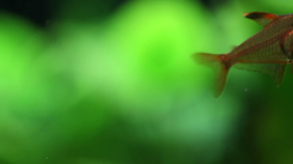 Wall Mural - Close-up swimming freshwater aquarium fish. Rosy Tetra. Green plant background. Slow motion. soft focus