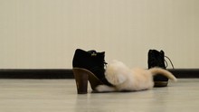 Beige Kitten Playing With  Shoe