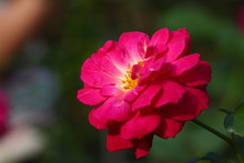Beautiful Rose Flower In The Garden