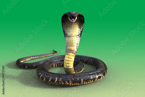 Fotografía 3d King cobra snake isolated on green background