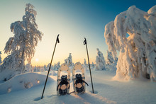 Winter Landscape With Snowy Trees And Snowshoes