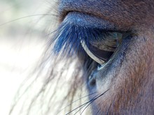 Horse Eye Photo