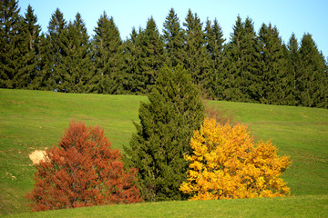 Wall Mural - Herbst