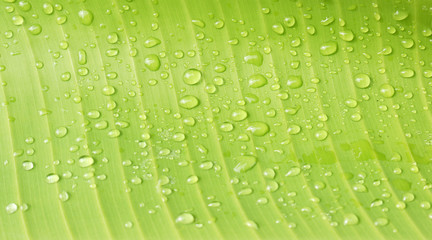  Water drops on banana leaf