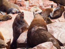 Brown Fur Seals Fight