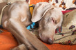 © vpardi - Cane di razza Weimaraner che dorme tranquillo  sul divano del salotto