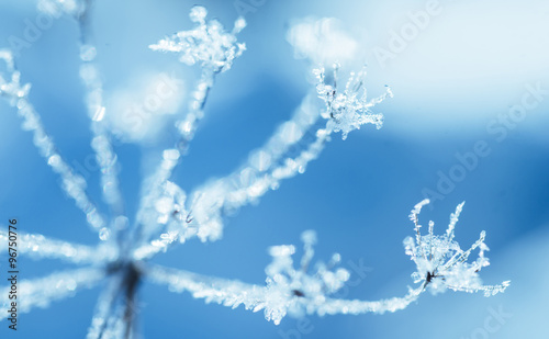 Plakat na papierze fotorealistycznym Umbelliferae roślina w mrozie