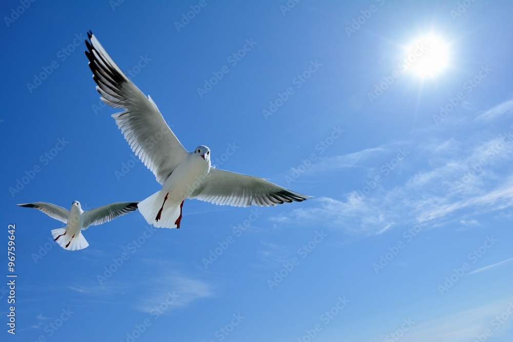 青色の空を飛ぶ白色の鳥 Stock Photo | Adobe Stock