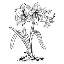 Amaryllis Lily Flowers Line Art Drawing Isolated
