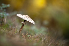 Parasol Mushroom In Autumn