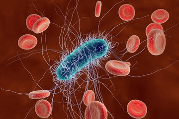 Sticker - Escherichia coli in blood with red blood cells, model of bacteria, realistic illustration of microbes, microorganisms, rod-shaped bacteria