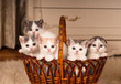 Five cute kittens in braided basket