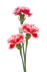 Wall Mural - Carnations
