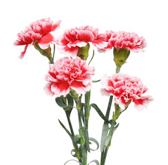 Wall Mural - Carnations