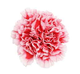 Wall Mural - Carnation