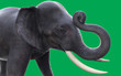 3D elephants isolated on green background