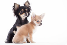 Beautifull Chihuahua Dogs