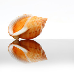 Wall Mural - Sea Shell of The Phalium Bandatum on glass plate. Decorative object on white background.