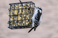 A Downy Woodpecker At A Backyard Seed Cake Feeder