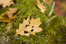 Dry Fallen Oak Leaf On A Tree Stump Moss