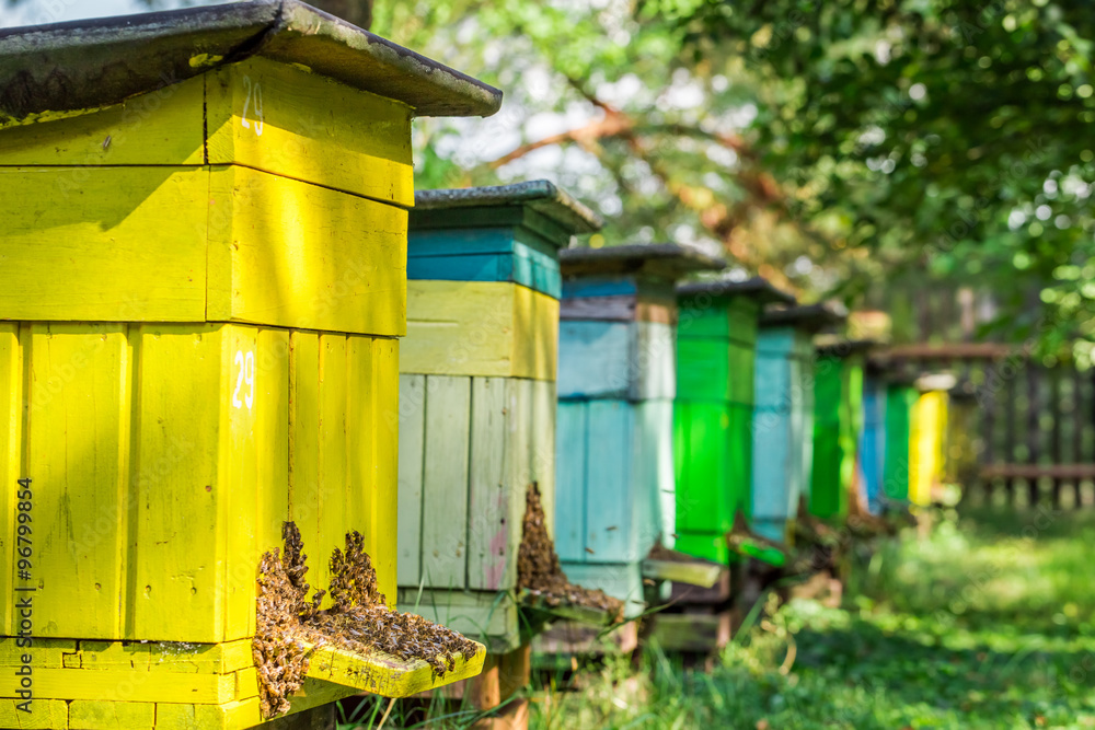 Wooden beehives in garden - obrazy, fototapety, plakaty 