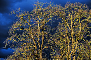 Canvas Print - trees