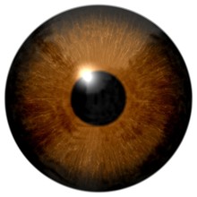 Brown Eye Illustration Isolated On White