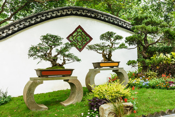 The beauty of the Chinese traditional gardens and green bonsai plants