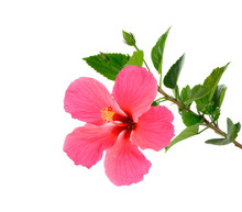 Pink Hibiscus Isolated On White Background