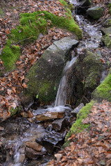 Canvas Print - Bach im Wald