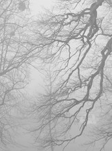 Black And White Photo Of Bare Crooked Branches In The Mist
