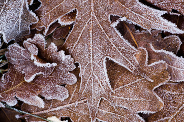 Canvas Print - fallen leaves under hoarfrost