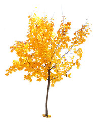 Sticker - Autumnal tree isolated on white