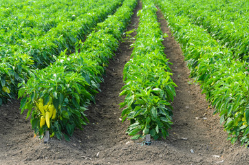 Wall Mural - Peppers growing in a field with irrigation system