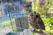 Owls are sitting in cage. Travel photo in local bird market in I