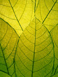 © lynn k watson - Delicate green leaves detail