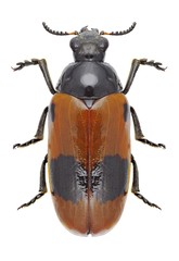 Beetle Clytra laeviuscula