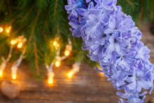 Winter Blue Hyacinth