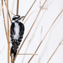 Downy Woodpecker In The Snow