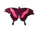 Fototapeta Motyle - Butterfly isolated on white