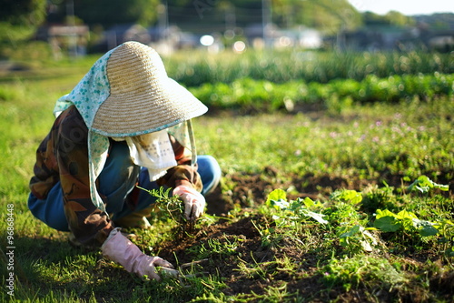 Farmworking Person In Rural Area 田舎の集落で農作業 畑仕事をする高齢者 Stock 写真 Adobe Stock Farmworking Person In Rural Area 田舎の集落で農作業 畑仕事をする高齢者 Stock 写真 Adobe Stock