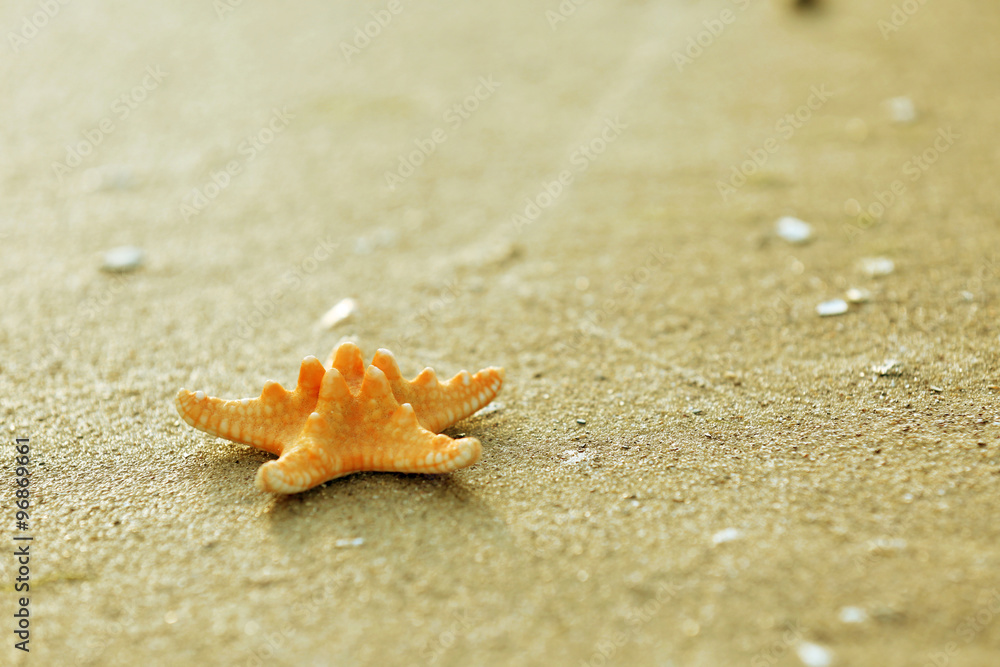Beautiful starfish on sandy beach