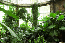 Tropical Plants In Greenhouse At Botanic Garden