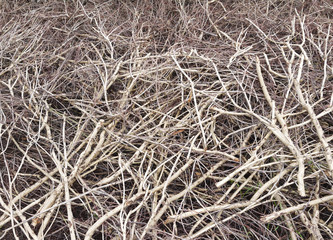 Sticker - Pile of tree branches composition as a background texture