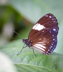 Beautiful butterfly in a butterfly park