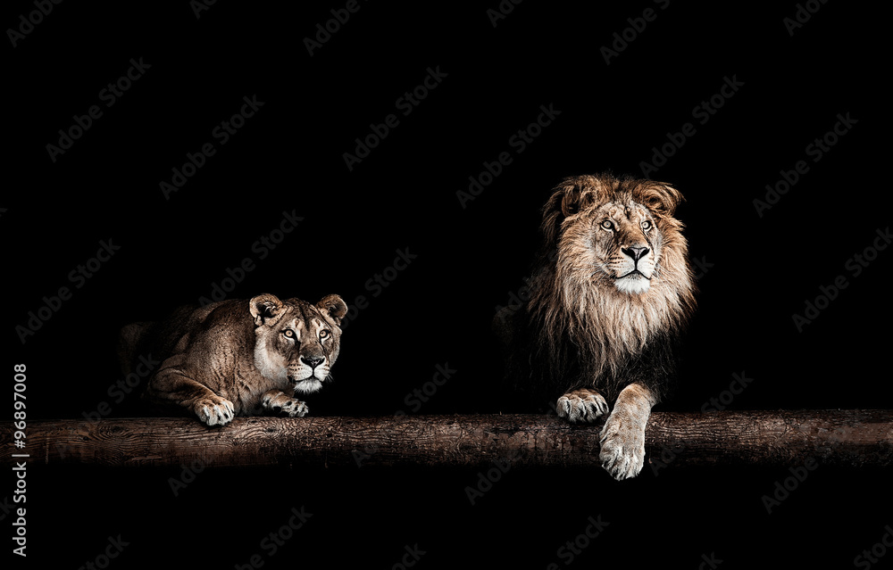 Lion and lioness, Portrait of a Beautiful lions, lions in the da - obrazy, fototapety, plakaty 