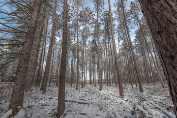 Wall Mural - A view into and through a stand of tall pines.  Research forestry in early winter.