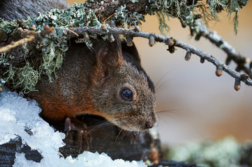 Canvas Print - Curious European Squirrel